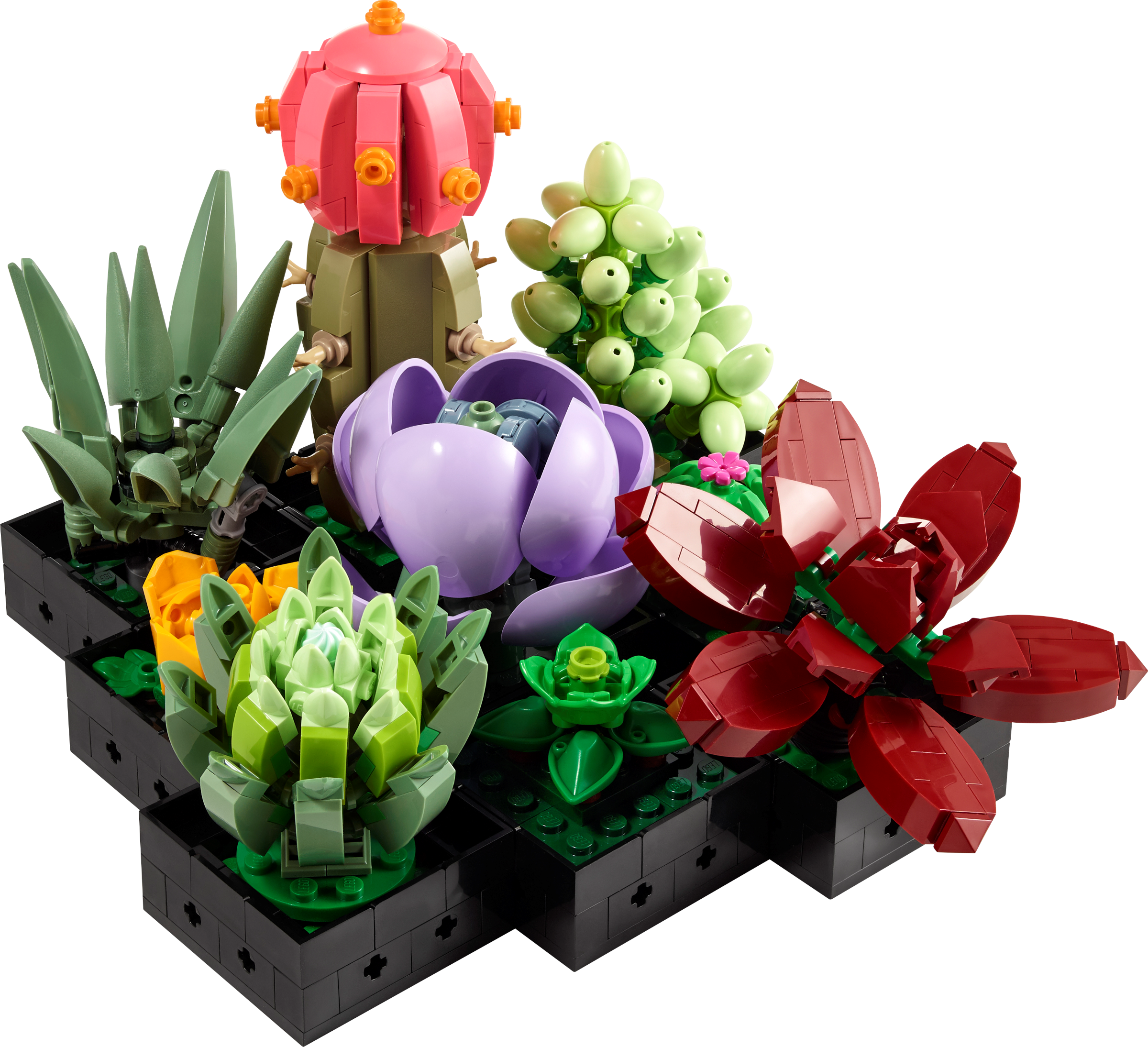 4A8E617E-923C-53F1-2B21-B5C5AA95384C.png Succulents - Image 1