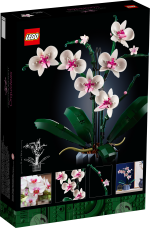 Orchid - Image 6