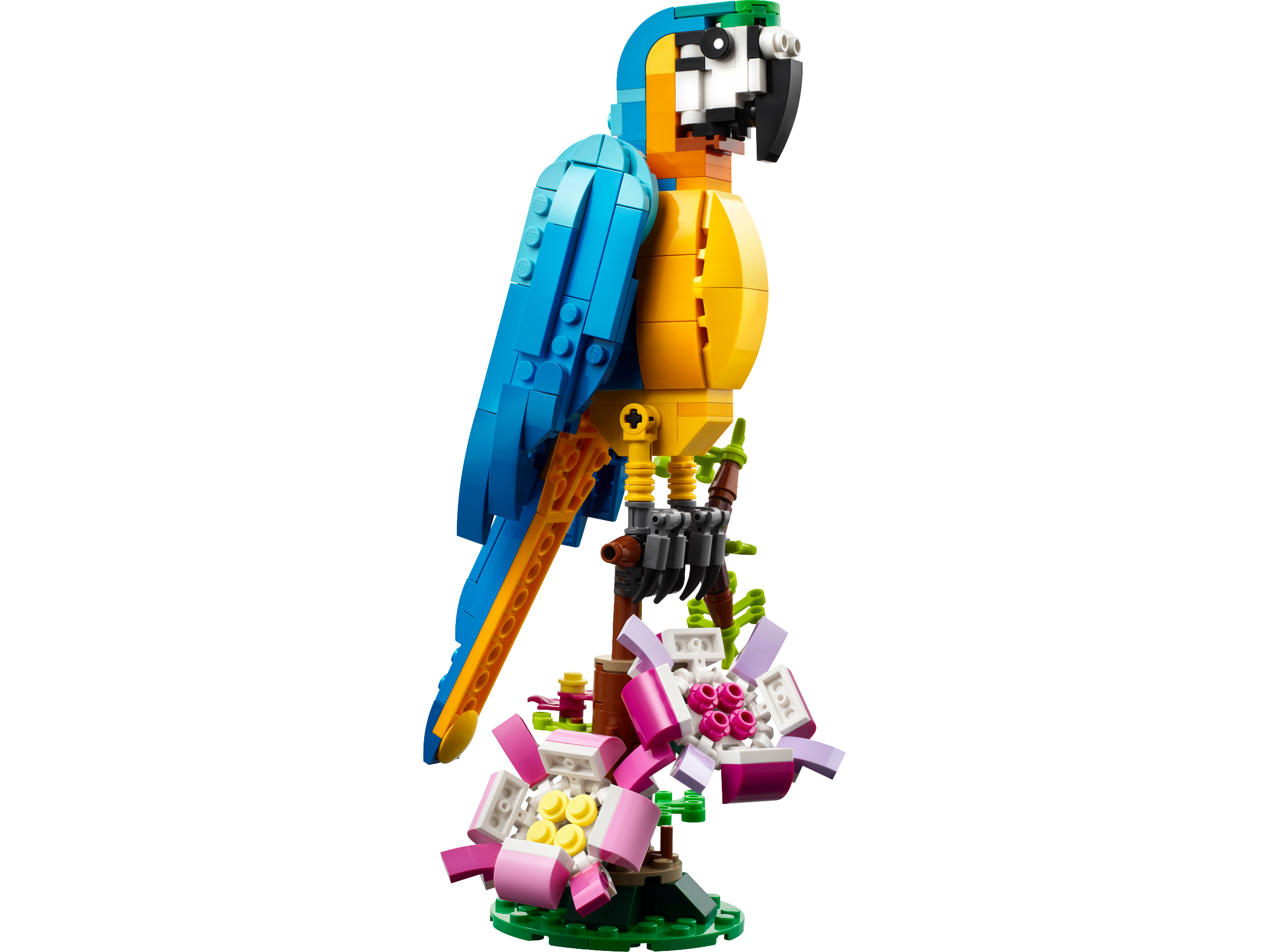 EA975876-5A23-B86A-77D5-585CAEB69A1A.png Exotic Parrot - Image 1